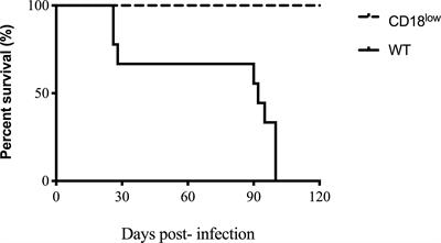 β2 Integrin-Mediated Susceptibility to Paracoccidioides brasiliensis Experimental Infection in Mice